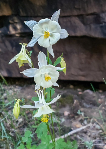 Little Deer Creek Falls, Utah